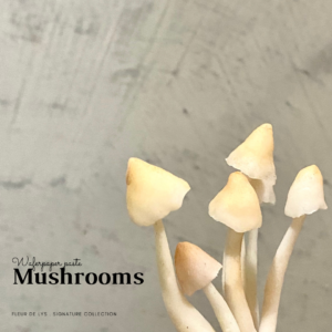 WAFER PAPER PASTE MUSHROOMS MYCENA SET OF 15